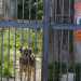 Un tenero cane ha trovato rifugio all'interno della struttura abbandonata 